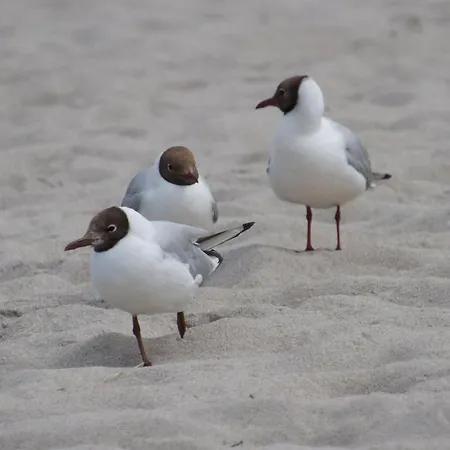 Apartman Romantik Flair *